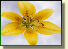 Lilie odmiany azjatyckie specjalistyczne gospodarstwo ogrodnicze